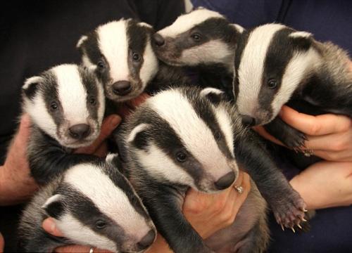 Texugos!